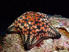 Oman Scuba Diving Holiday. Luxury Oman Aggressor Liveaboard. Starfish.